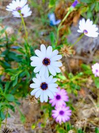 Close-up of white flowers blooming on field