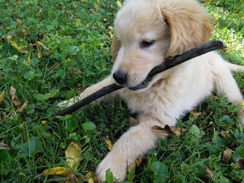 High angle view of dog on grass