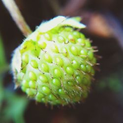 Close-up of plant