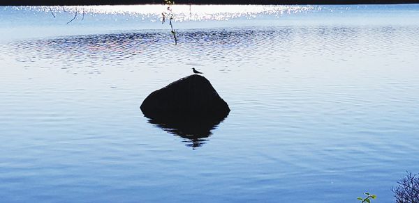 Bird in a sea