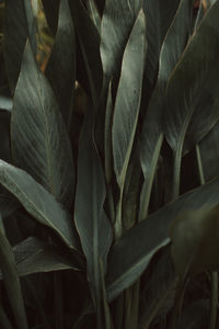 Tropical green fresh leaves of a plant after rain in wildlife. natural and organic background