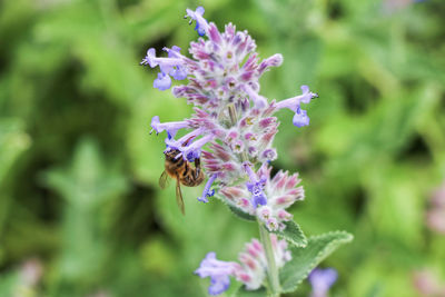 Close-up of bee on purple flower