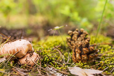 Group of boletus, suillus luteus, among moss and pinecones in forest, mushroom picking season