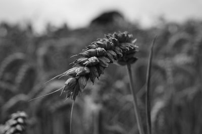 Close-up of flower growing on field
