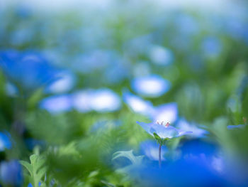 Close-up of blue flowering plant