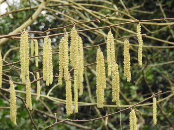 Close-up of plant against trees