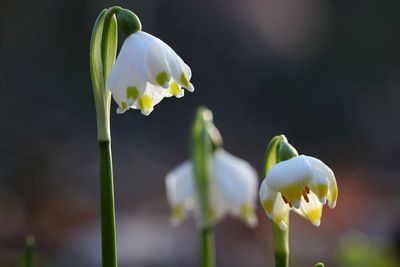 Close-up of white flowering plant