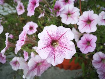 Close-up of pink flowering plants