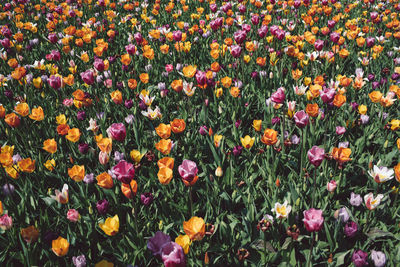 Full frame shot of flowering plants on field