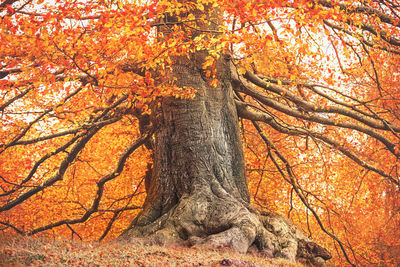 Low angle view of trees during autumn