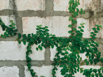 Close-up of ivy on wall