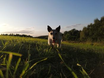 Portrait of dog on field against sky