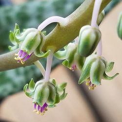 Close-up of flowers growing outdoors