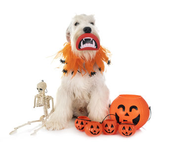 View of a dog over white background