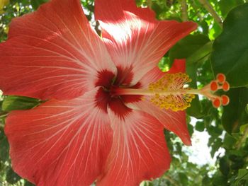 Close-up of red flower