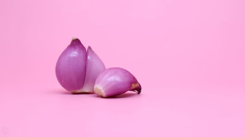 Close-up of pink rose against colored background
