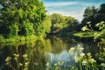 Scenic view of lake in forest against sky