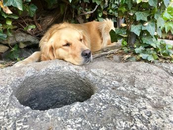 Dog resting on rock