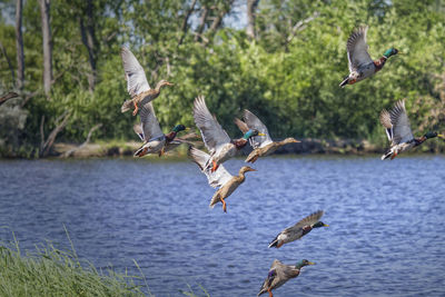 View of birds in water