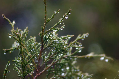 plant