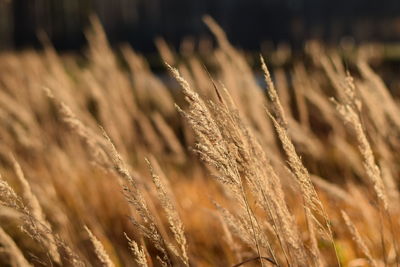 Close-up of wheat field