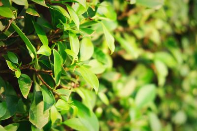 Close-up of fresh green leaves
