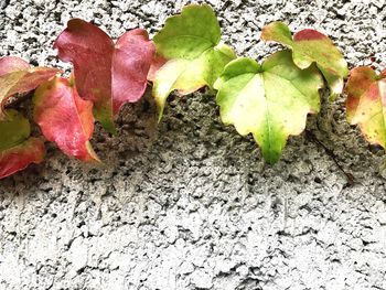 High angle view of leaves on plant