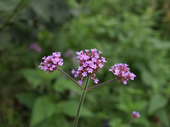 Close-up of purple flowering plants