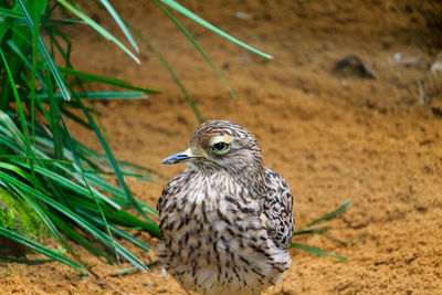 Close-up of a bird on field