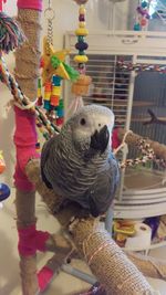 Close-up of parrot perching on stuffed toy