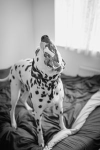 Close-up of dog sitting on bed at home