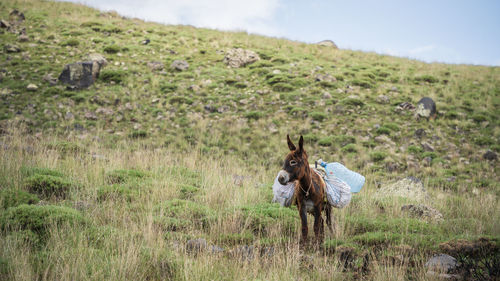 Donkey loaded with piles of thrash standing in a grassy landscape, mount ararat in turkey