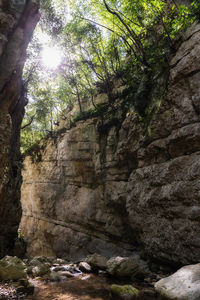 Low angle view of rock formation amidst trees in forest