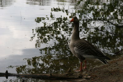 Duck swimming in lake