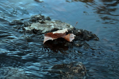 High angle view of duck swimming in lake