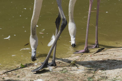 Pink flamingo in the farm