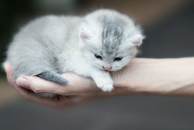 Midsection of person holding kitten