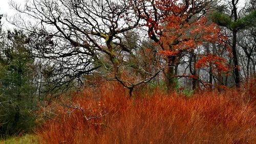 Trees against sky