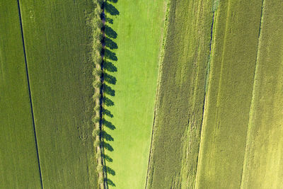 High angle view of corn field