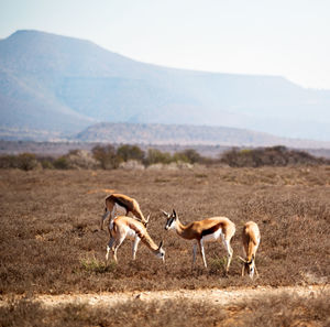 Side view of two horses on field