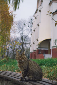 Cat sitting on a tree