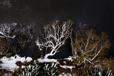 Bare tree in forest during winter at night