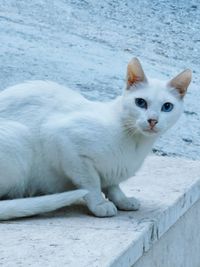 Portrait of white cat sitting on floor