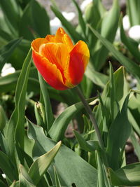 Close-up of orange flowering plant