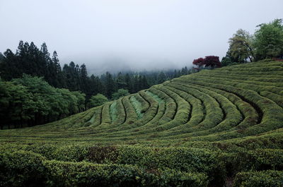 Scenic view of field against cloudy sky