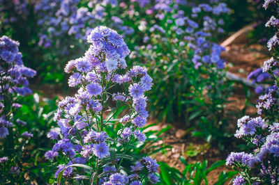 Close-up of purple flowering plants