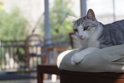 Portrait of a cat looking away