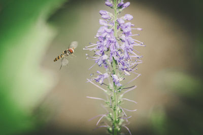 Close-up of bee pollinating flower