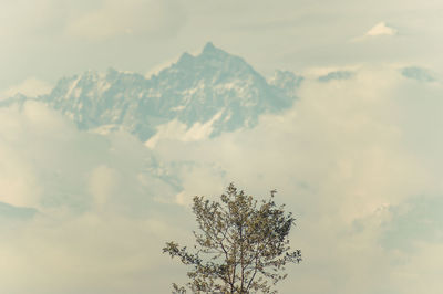 Low angle view of tree against sky