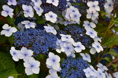 High angle view of purple hydrangea flowers